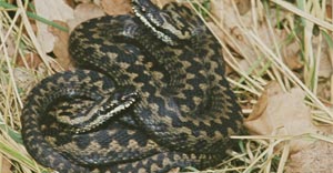 reptile found in jim corbett park