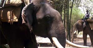 book jim corbett elephant safari in february-march-april-2024 