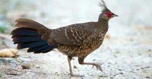 birds in jim corbett national park